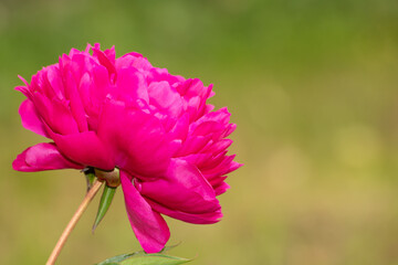 Beautiful peony flower  in the garden, close-up, space for text.