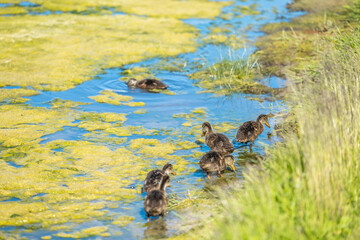 Enten - küken