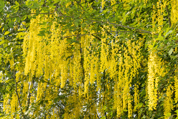 Golden Chain tree in full bloom