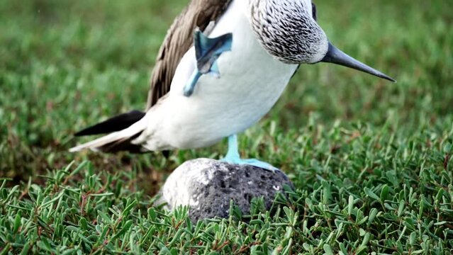 slow motion of a blue footed booby , Sula nebouxii, a marine bird native to subtropical and tropical regions of the eastern Pacific Ocean and can also be found on the Galapagos islands of Ecuador.