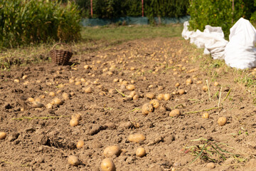 Fresh ripe potatoes dug up on the potato field. Harvesting.