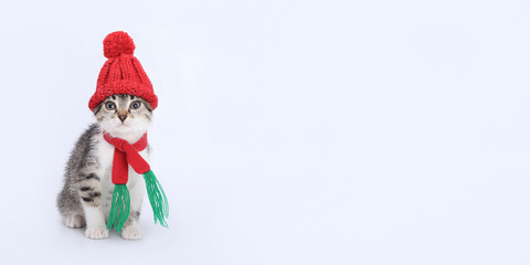 Adorable kitten in a winter look red hat and scarf on a clean white background. Perfect for Christmas projects and festive vibes. Threads for knitting. Needlework. Clothing for animal. Christmas Cat 