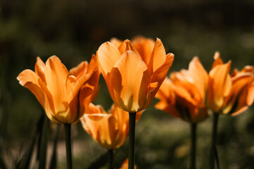 orange tulips in the spring sun