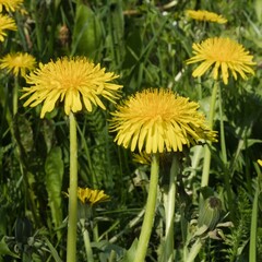 Wild dandelions blooming in the meadow
