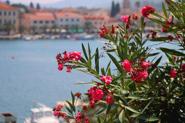 Vibrant pink oleander flowers in the garden. Picturesque Mediterranean town and sea in the...