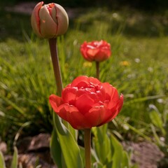 Blooming red double tulip backlit by the sun on a bright spring day