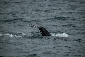 Baleine à bosse