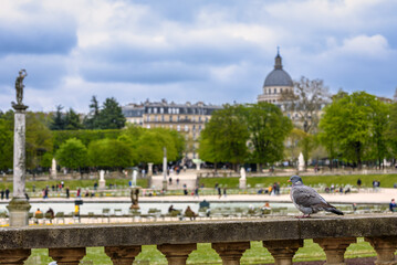 Fototapeta na wymiar Pigeon on the stone boundary in the Luxembourg Garden of Paris, France
