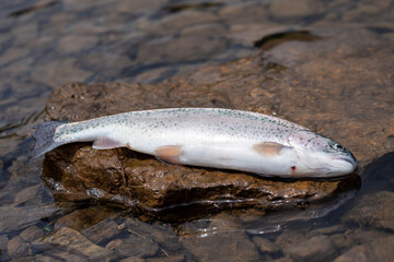 Rainbow trout lying on a rock in the swiss alps 