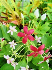 Rangoon creeper flowers