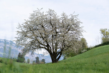 Obraz premium Blooming apple tree in a green meadow with mountains in the background in Switzerland 