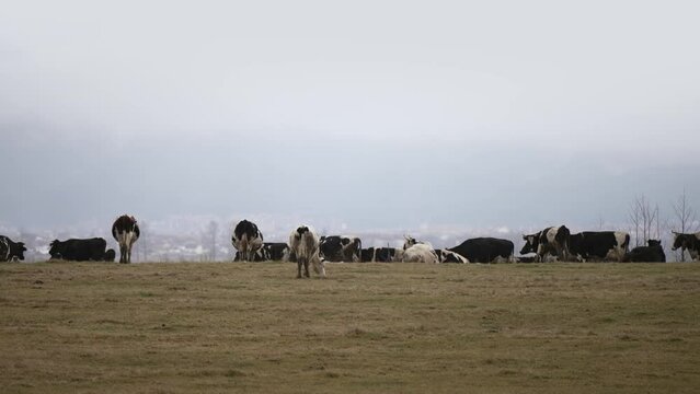 Beefmaster cattle herd grazing in a green meadow field, selective focus cinematic shot, slow motion