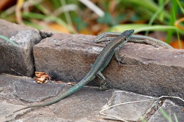 Madeira Eidechse auf Steinen
