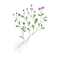 Thyme plant with root and flowers, hand drawn vector illustration in flat design