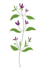Thyme or sage plant, hand drawn vector illustration in flat design
