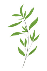Hand drawn herb or a plant, isolated vector illustration