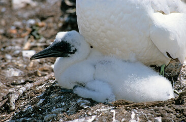 Fou de Bassan, nid , colonie,.Morus bassanus, Northern Gannet © JAG IMAGES
