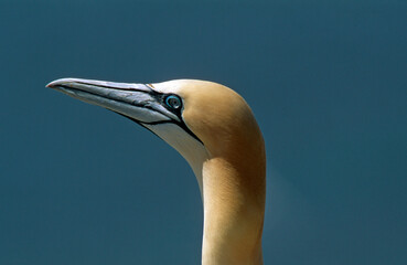 Fou de Bassan, nid , colonie, parades,.Morus bassanus, Northern Gannet