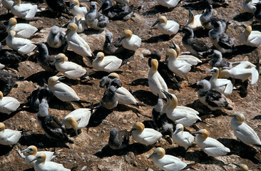 Fou de Bassan, nid , colonie,.Morus bassanus, Northern Gannet