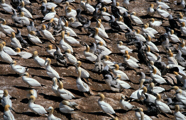 Fou de Bassan, nid , colonie,.Morus bassanus, Northern Gannet