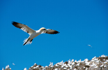 Fou de Bassan, jeune,.Morus bassanus, Northern Gannet