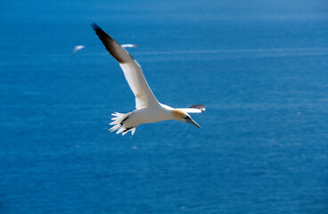 Fou de Bassan, jeune,.Morus bassanus, Northern Gannet
