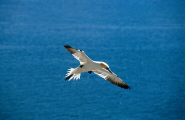 Fou de Bassan, jeune,.Morus bassanus, Northern Gannet