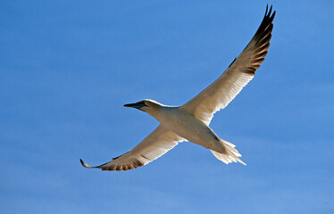 Fou de Bassan, jeune,.Morus bassanus, Northern Gannet