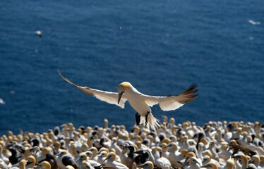 Fou de Bassan, nid , colonie,.Morus bassanus, Northern Gannet