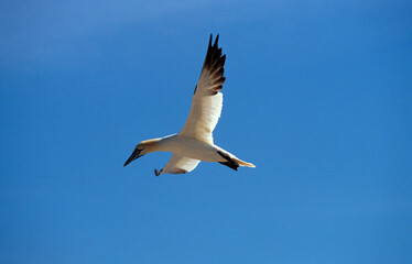 Fou de Bassan, jeune,.Morus bassanus, Northern Gannet