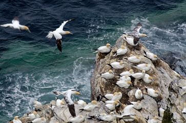 Fou de Bassan, nid , colonie,.Morus bassanus, Northern Gannet © JAG IMAGES