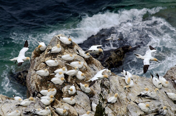 Fou de Bassan, nid , colonie,.Morus bassanus, Northern Gannet