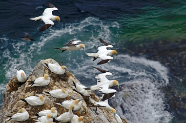 Fou de Bassan, nid , colonie,.Morus bassanus, Northern Gannet © JAG IMAGES