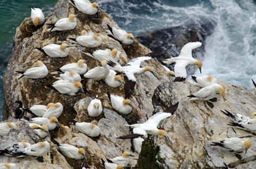 Fou de Bassan, nid , colonie,.Morus bassanus, Northern Gannet
