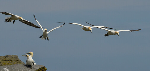 Fou de Bassan, jeune,.Morus bassanus, Northern Gannet