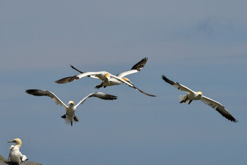 Fou de Bassan, jeune,.Morus bassanus, Northern Gannet