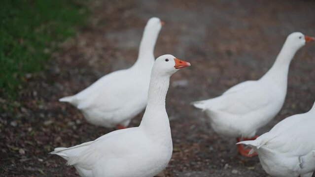 Geese birds flock on the farm, slow motion