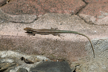 Madeira Eidechse auf Steinen