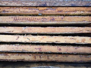Frames with honeycombs are pulled out of the hive and placed in a box for pumping out honey. The frames are plastered with propolis.
