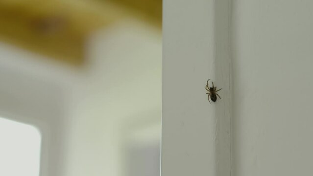 Spider crawls around the house, moves along the doorwayhome apartment, close up