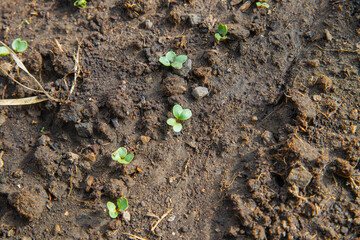 young leaves of radish on ground, seedlings. top view