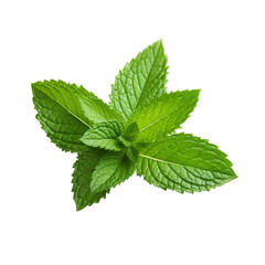Fresh mint leaf isolated on transparent background PNG