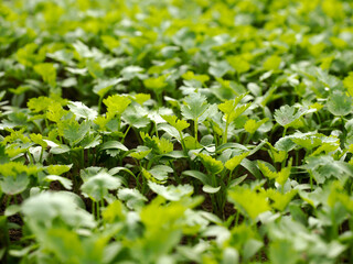 Cilantro grows lushly in a garden in Central Vietnam
