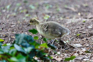 Young canadien goose on grass field