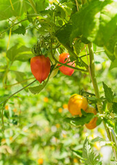 ripe tomatoes hanging on branch