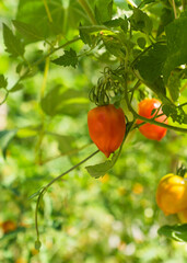 ripe tomatoes hanging on branch