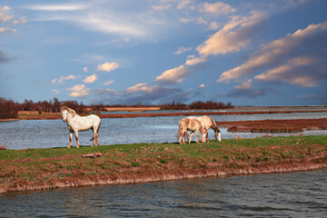 Po Delta Park, Ravenna, Italy: landscape of the swamp with wild horses grazing - 640282035