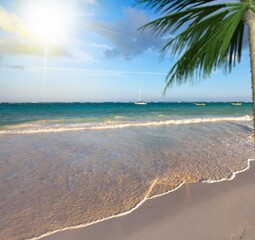 Tropical island beach, palm tree and sea