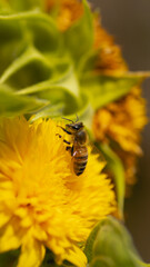Biene isoliert close up Natur sommer Sonnenblume Teddybär gelb blumen wiese bestäubung naturschutz klimawandel frühling 