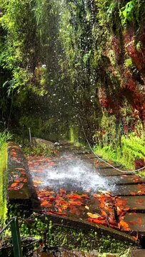 Vertical Video. Stories and Reels Format: Madeira levada walk, nature video. 